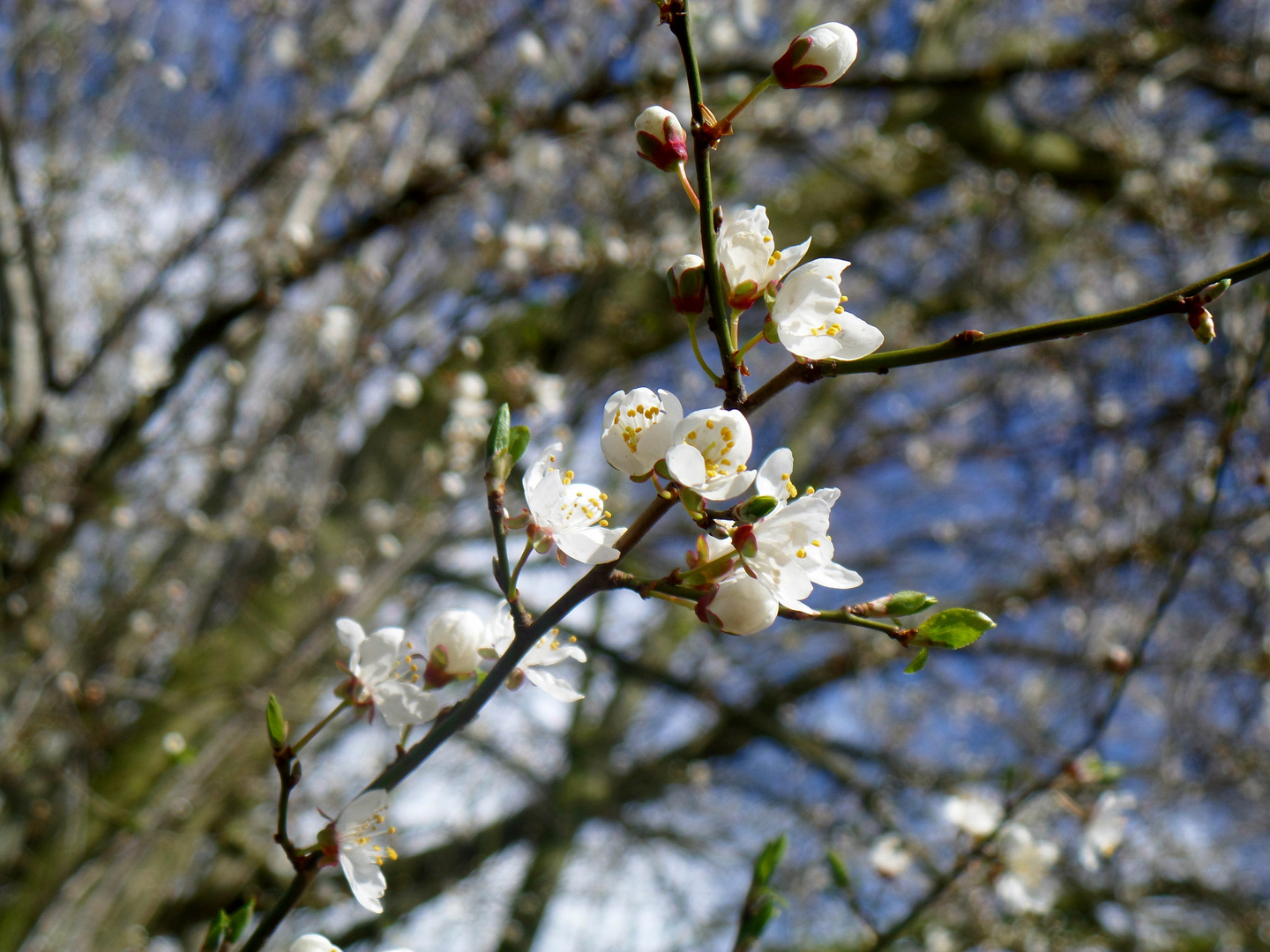 endlich Frühling