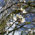 endlich Frühling