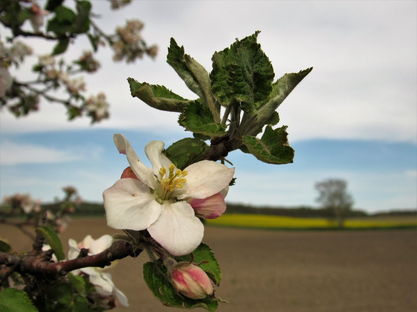 Endlich Frühling!