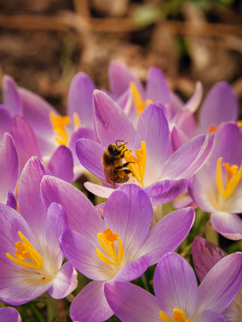 Endlich Frühling 