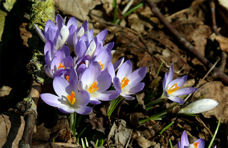 endlich Frühling