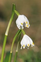 Endlich Frühling!