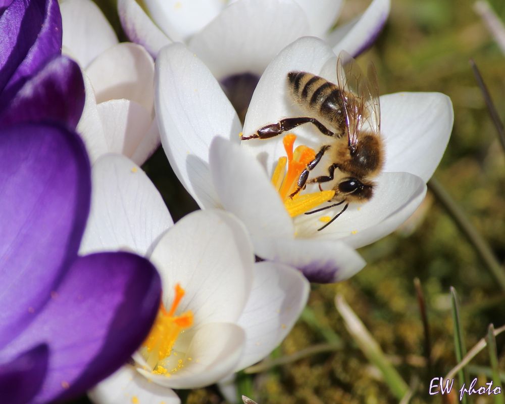 Endlich Frühling...