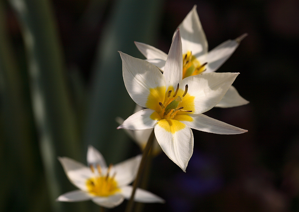 Endlich Frühling:-)))