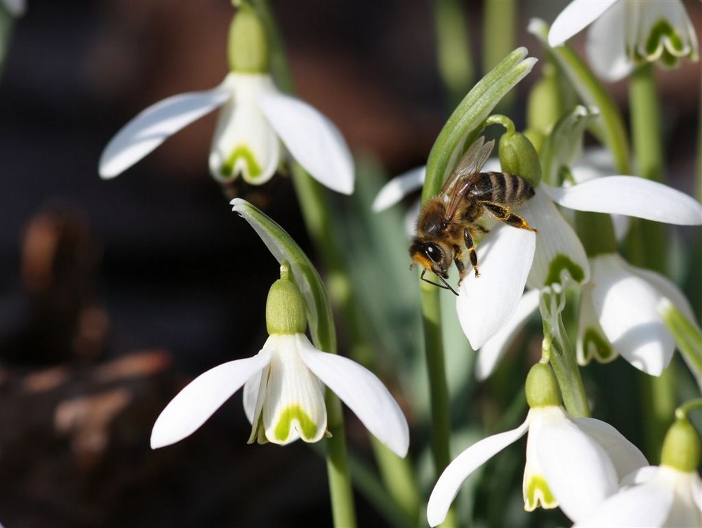 endlich Frühling