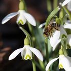 endlich Frühling