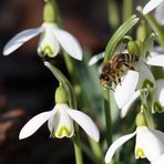 endlich Frühling