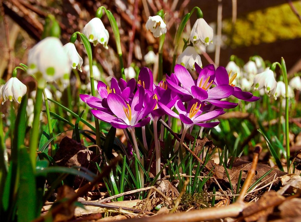 endlich Frühling