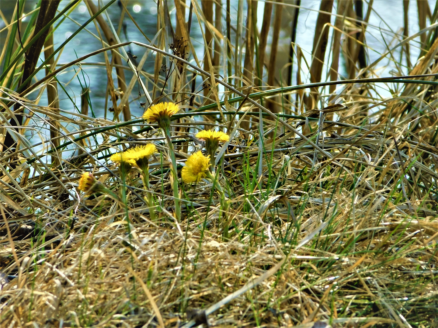 Endlich Frühling