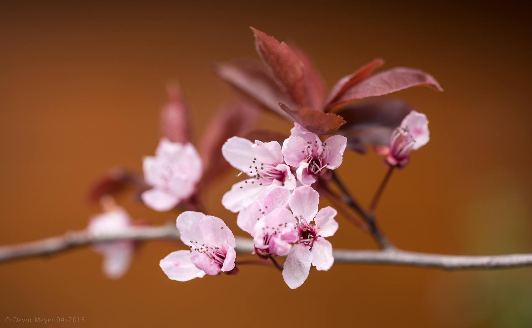 Endlich Frühling