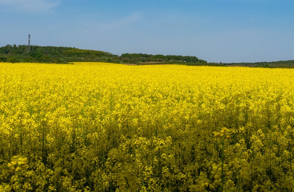 Endlich Frühling!