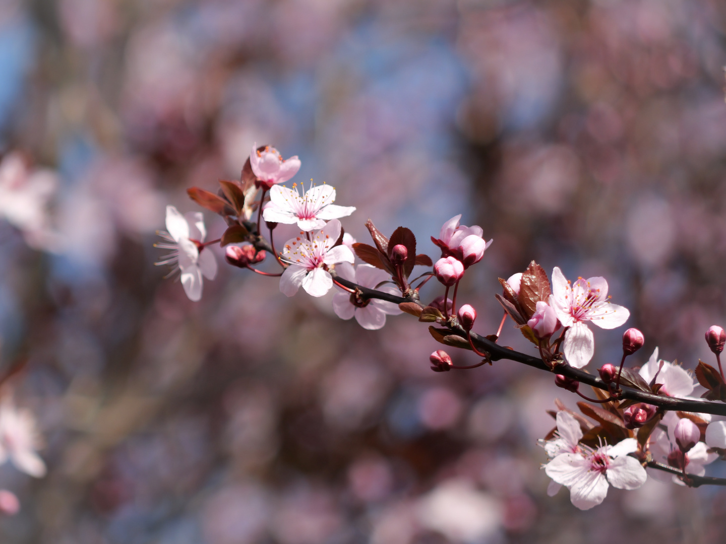 endlich Frühling 