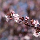 endlich Frühling 