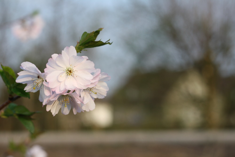 endlich Frühling