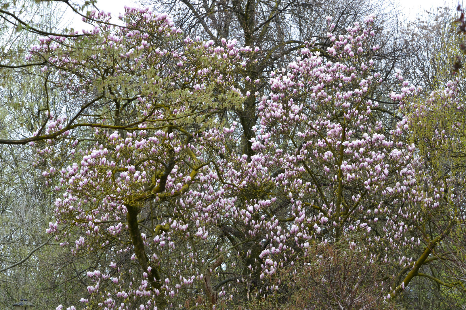 endlich Frühling ;-)