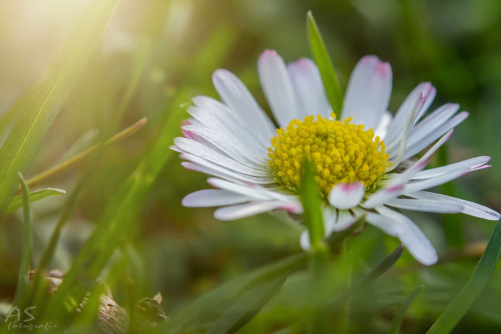 endlich Frühling...