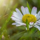 endlich Frühling...