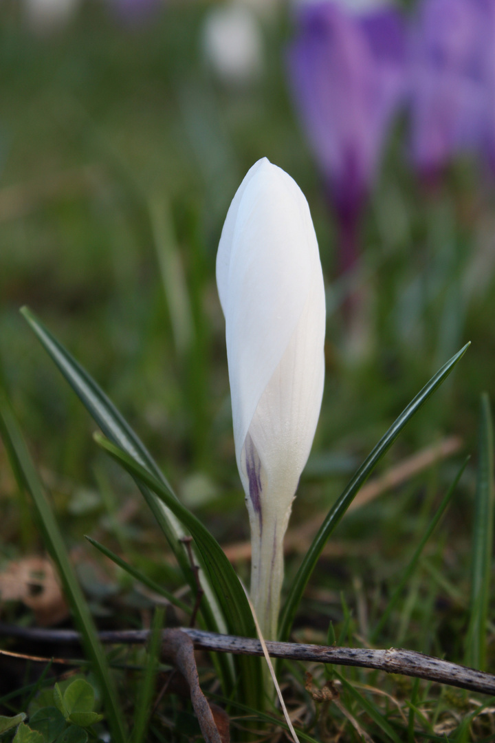 Endlich Frühling