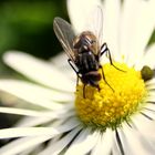 Endlich Frühling