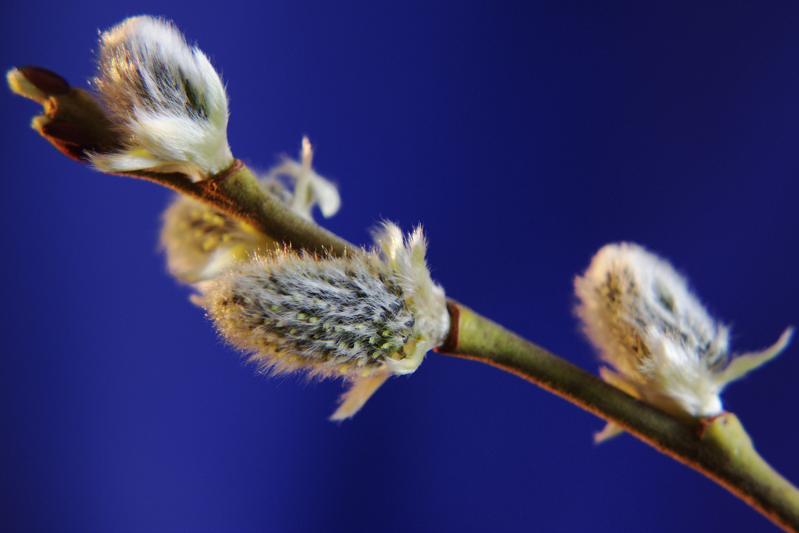 Endlich Frühling