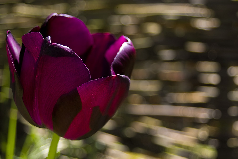 Endlich Frühling...