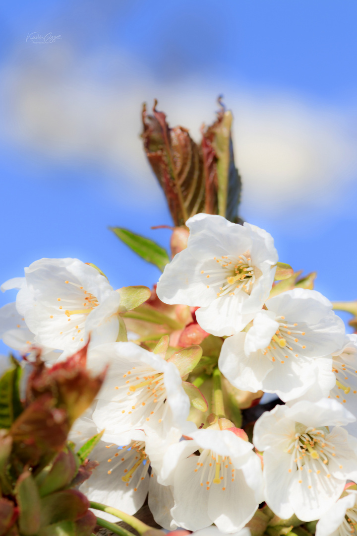 Endlich Frühling 