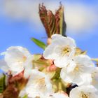 Endlich Frühling 