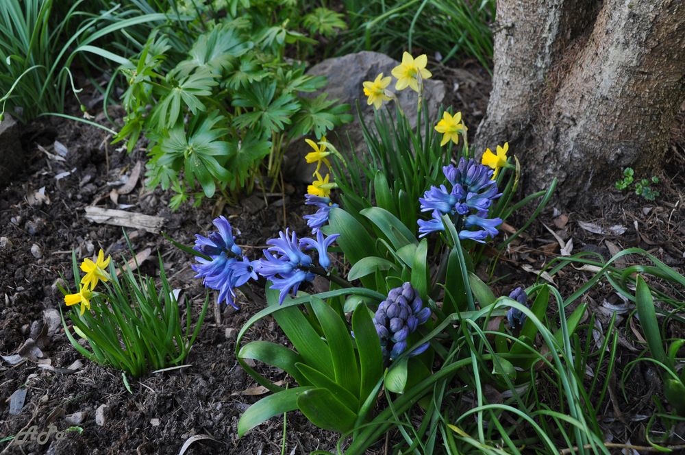 Endlich Frühling (5)