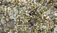 Endlich Frühling