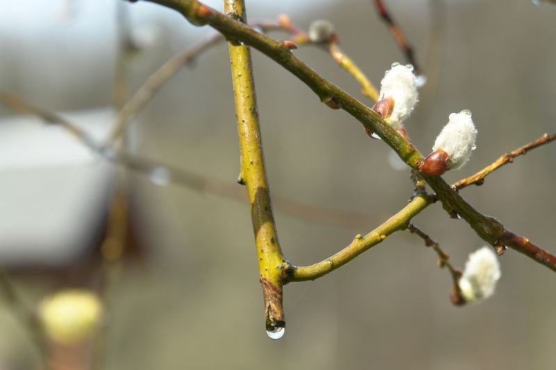 endlich frühling