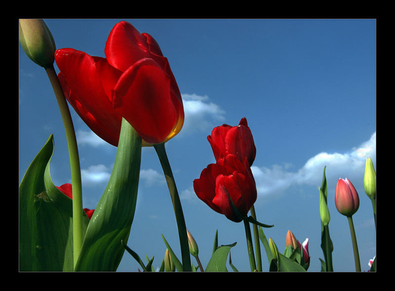 ....endlich frühling....