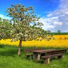 endlich Frühling...