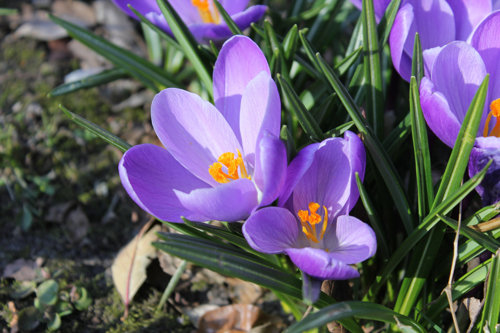 endlich Frühling