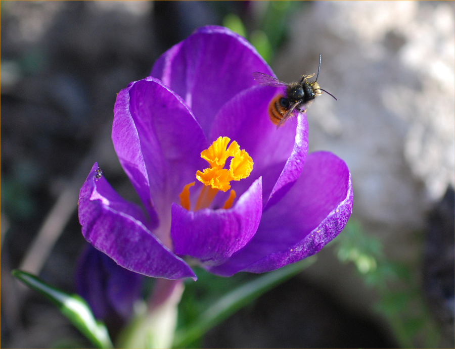 Endlich Frühling