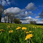 Endlich Frühling 