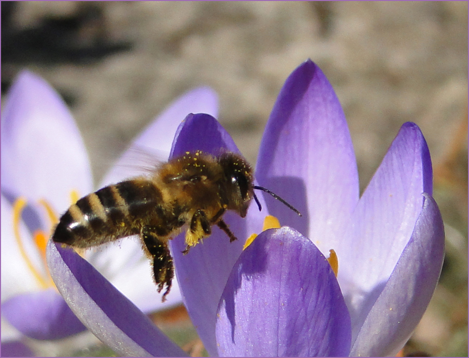 endlich Frühling