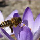 endlich Frühling