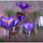 endlich Frühling.....