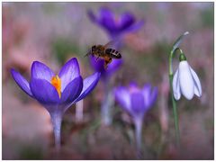 endlich Frühling.....