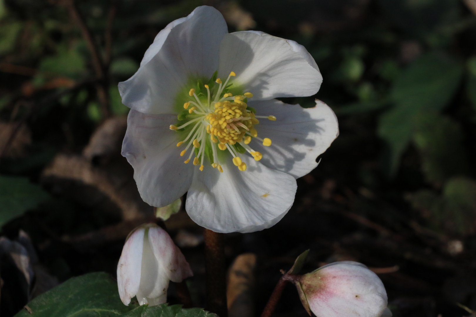 ...endlich Frühling !!!