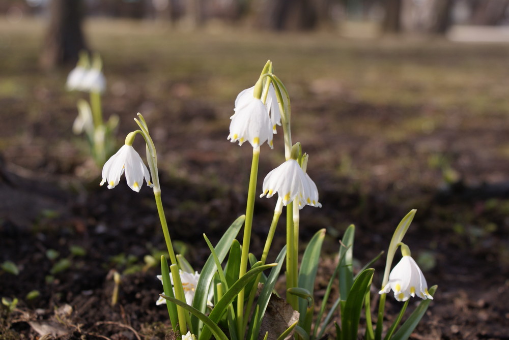 Endlich Frühling