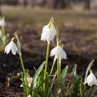 Endlich Frühling