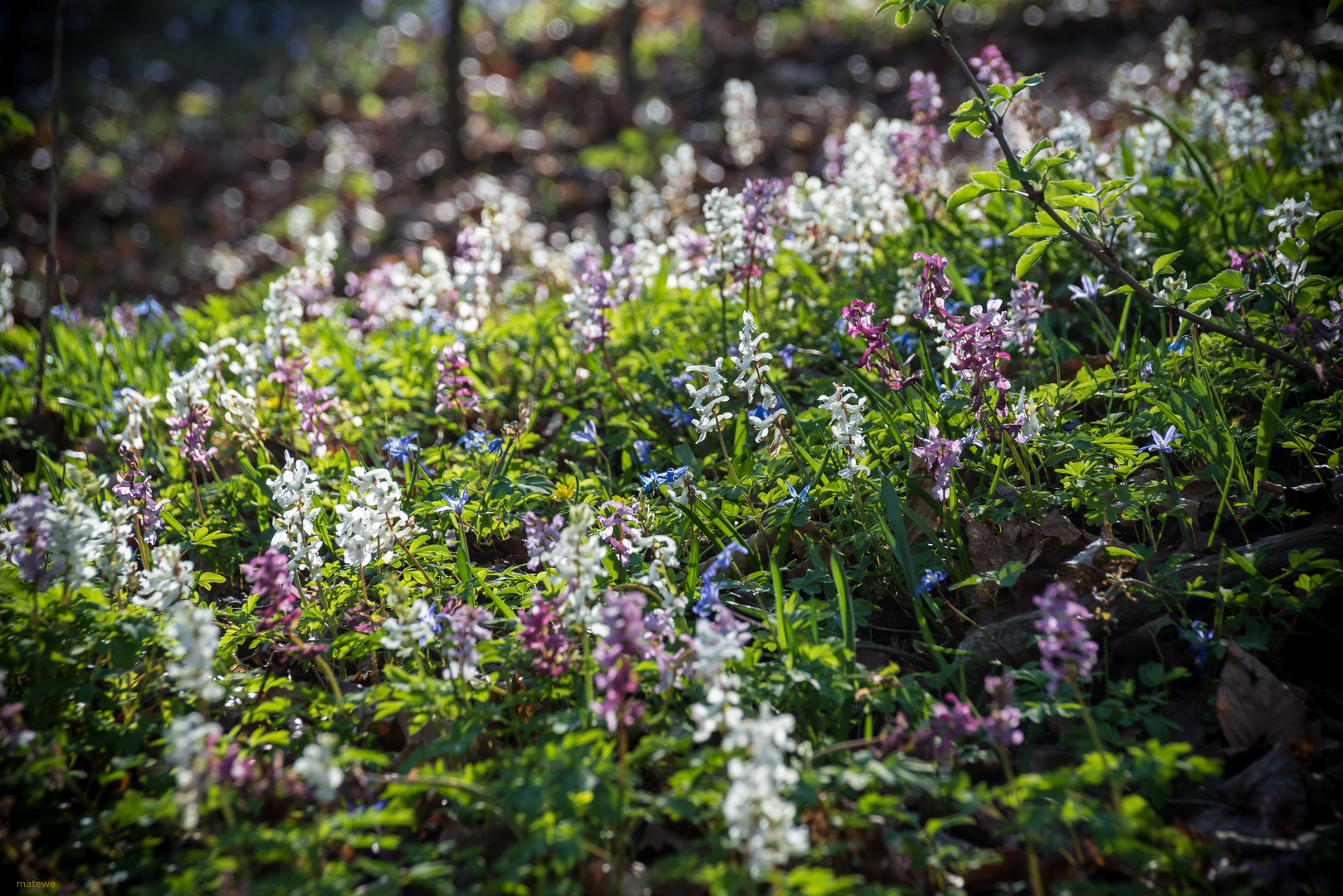 endlich Frühling