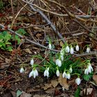 Endlich Frühling ???