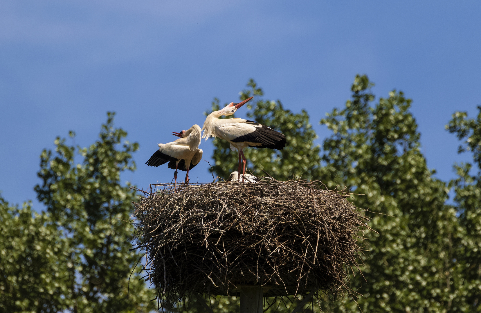 Endlich Frühling