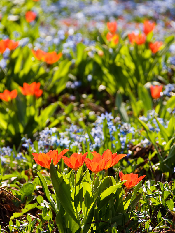 Endlich FRÜHLING !