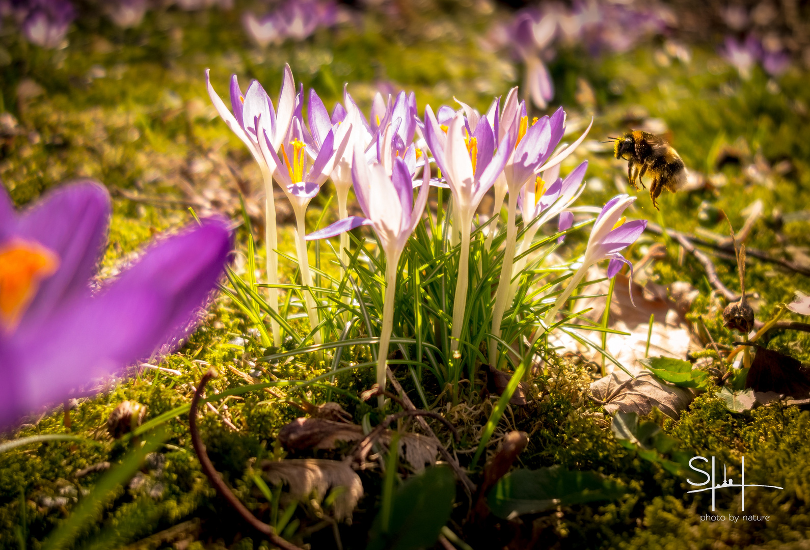 Endlich Frühling