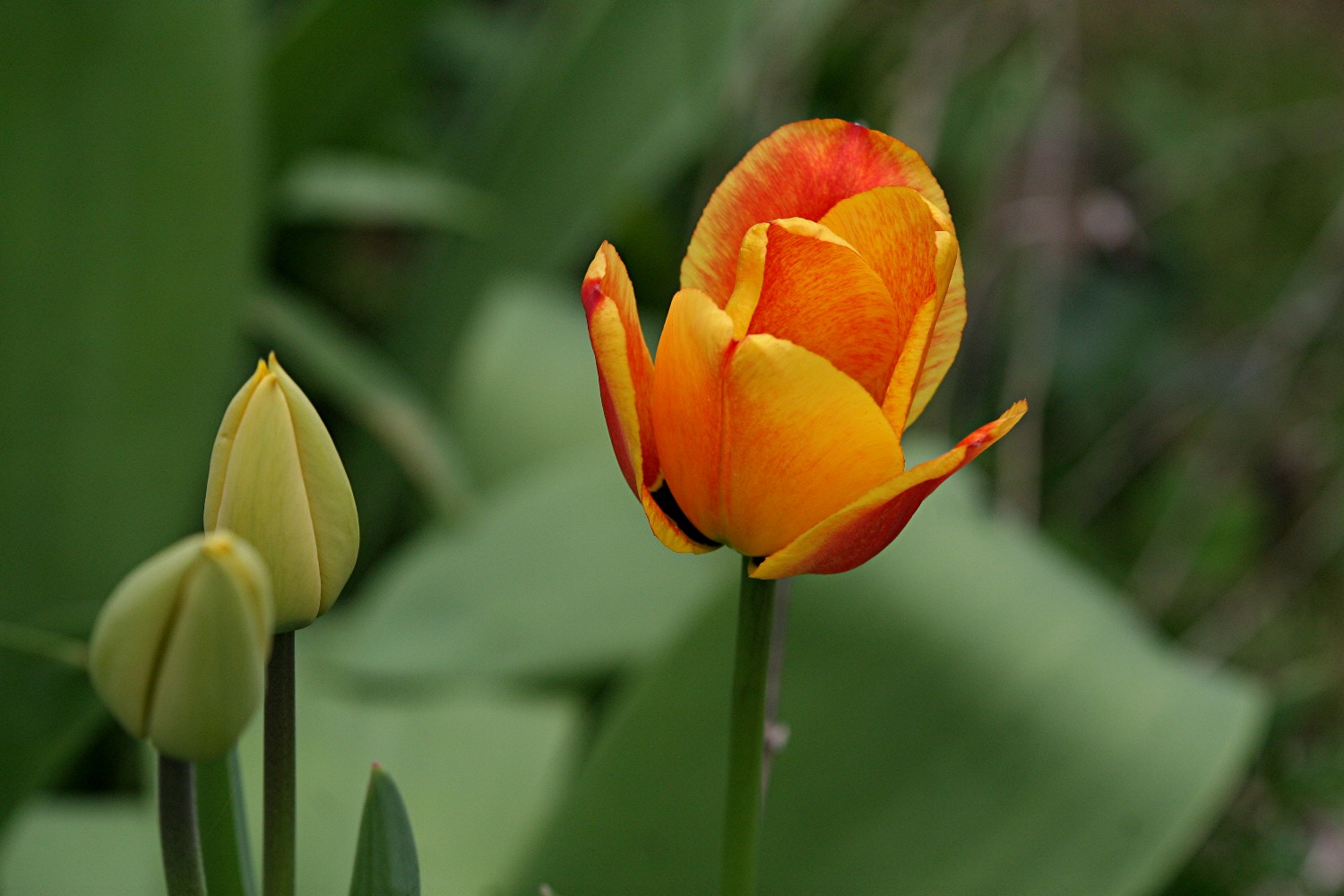 endlich Frühling