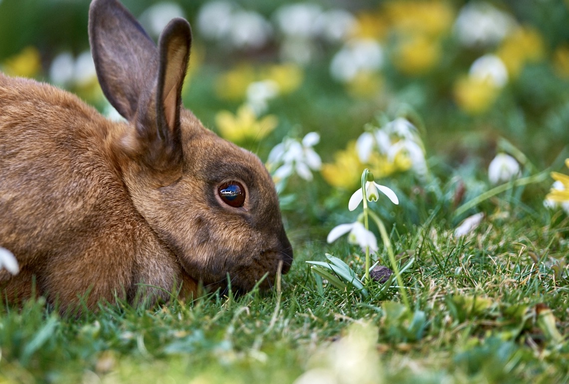 Endlich Frühling 