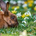 Endlich Frühling 